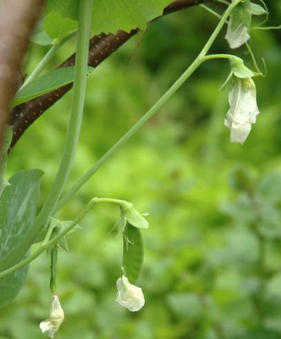 Fotografia de capa Pisum sativum subesp. elatius - do Jardim Botânico