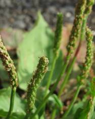 Fotografia da espécie Plantago major subesp. major