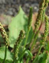 Plantago major subesp. major