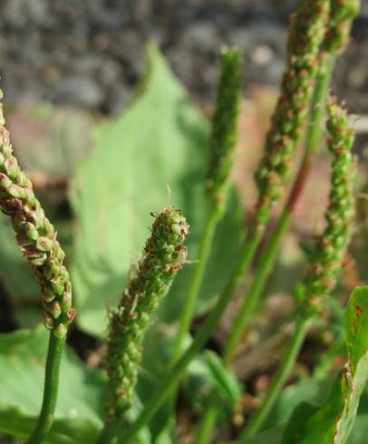 Fotografia de capa Plantago major subesp. major - do Jardim Botânico