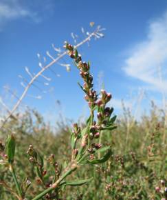 Fotografia da espécie Polygonum aviculare