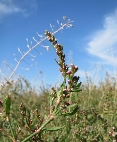 Fotografia de capa Polygonum aviculare - do Jardim Botânico