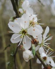 Fotografia da espécie Prunus spinosa