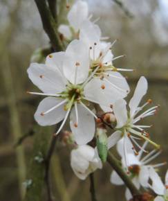 Fotografia da espécie Prunus spinosa