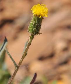 Fotografia da espécie Senecio lividus