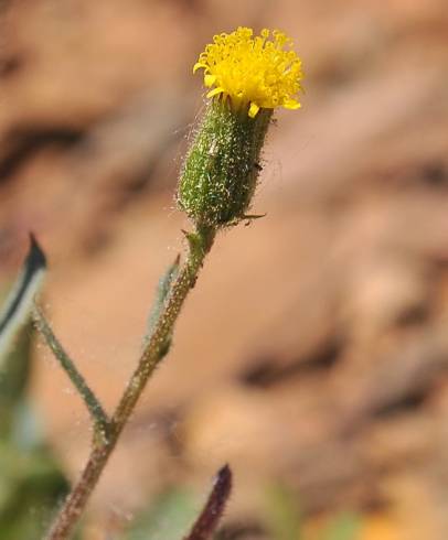 Fotografia de capa Senecio lividus - do Jardim Botânico