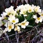 Fotografia 7 da espécie Primula acaulis subesp. acaulis do Jardim Botânico UTAD