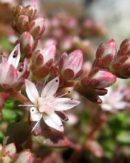 Fotografia da espécie Sedum hirsutum