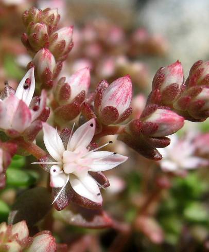 Fotografia de capa Sedum hirsutum - do Jardim Botânico