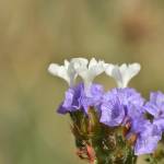 Fotografia 5 da espécie Limonium sinuatum do Jardim Botânico UTAD