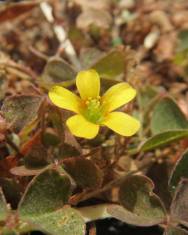 Fotografia da espécie Oxalis corniculata subesp. corniculata