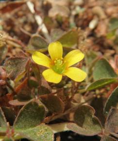 Fotografia da espécie Oxalis corniculata