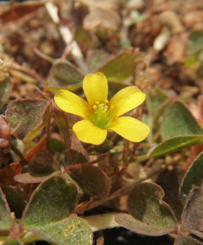 Fotografia de capa Oxalis corniculata subesp. corniculata - do Jardim Botânico