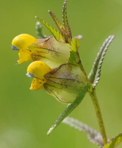 Fotografia de capa Rhinanthus minor - do Jardim Botânico