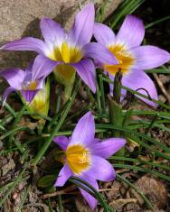 Fotografia da espécie Romulea bulbocodium var. bulbocodium