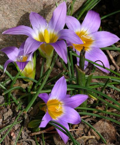 Fotografia de capa Romulea bulbocodium var. bulbocodium - do Jardim Botânico