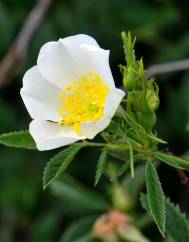 Rosa pouzinii