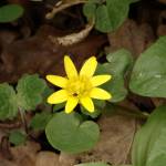 Fotografia 5 da espécie Ranunculus ficaria subesp. ficaria do Jardim Botânico UTAD
