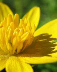 Fotografia da espécie Ranunculus ficaria subesp. ficaria