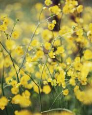 Fotografia da espécie Ranunculus repens