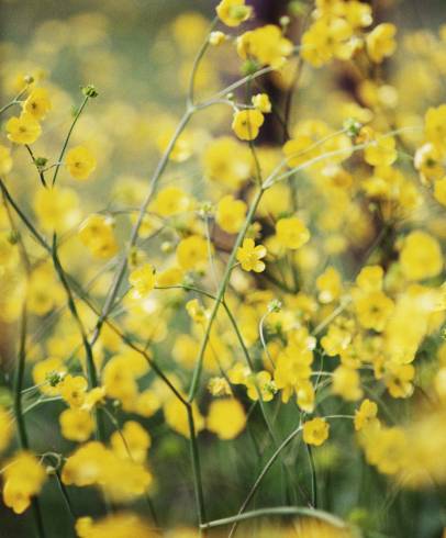 Fotografia de capa Ranunculus repens - do Jardim Botânico