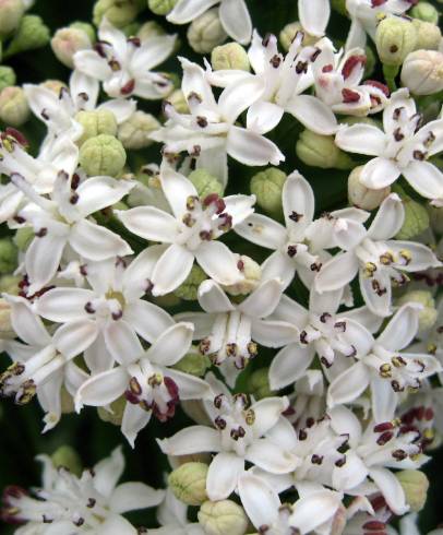 Fotografia de capa Sambucus ebulus - do Jardim Botânico