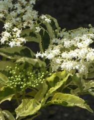 Sambucus nigra subesp. nigra