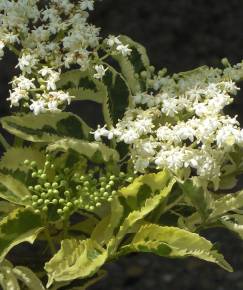 Fotografia da espécie Sambucus nigra