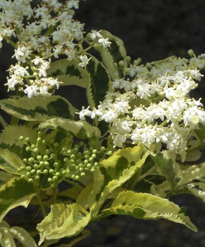 Fotografia de capa Sambucus nigra subesp. nigra - do Jardim Botânico