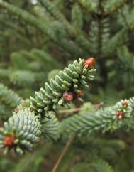 Abies pinsapo