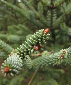 Fotografia da espécie Abies pinsapo