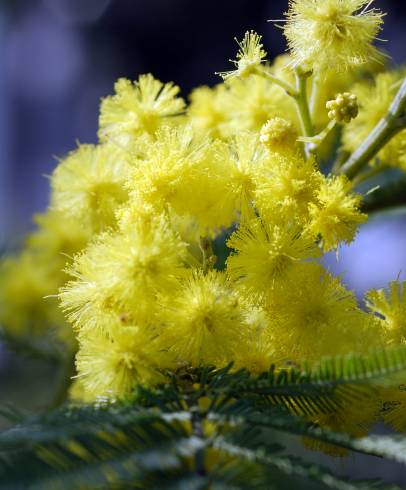 Fotografia de capa Acacia dealbata - do Jardim Botânico