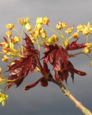 Fotografia da espécie Acer platanoides