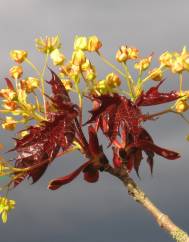 Acer platanoides