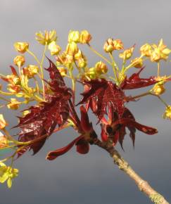 Fotografia da espécie Acer platanoides