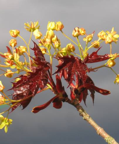 Fotografia de capa Acer platanoides - do Jardim Botânico