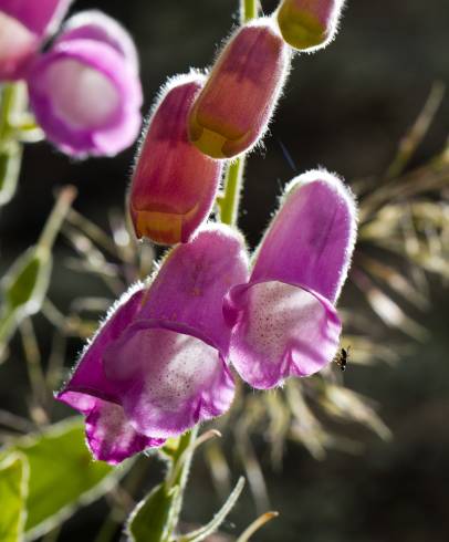 Fotografia de capa Digitalis thapsi - do Jardim Botânico