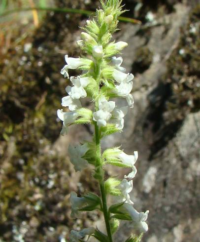 Fotografia de capa Anarrhinum duriminium - do Jardim Botânico