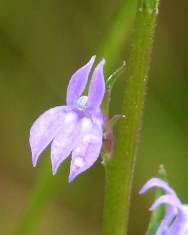 Fotografia da espécie Lobelia urens