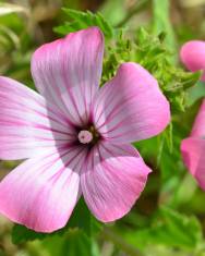 Fotografia da espécie Lavatera trimestris