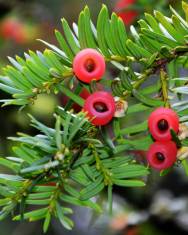 Fotografia da espécie Taxus baccata