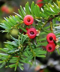 Fotografia da espécie Taxus baccata