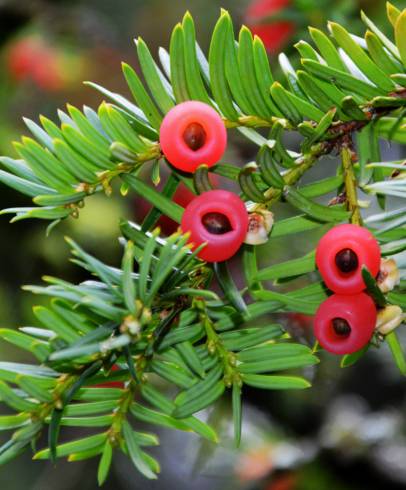 Fotografia de capa Taxus baccata - do Jardim Botânico