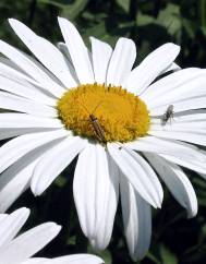 Leucanthemum lacustre