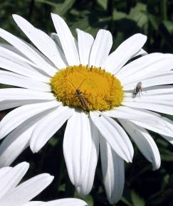 Fotografia da espécie Leucanthemum lacustre