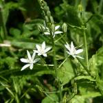 Fotografia 9 da espécie Ornithogalum narbonense do Jardim Botânico UTAD