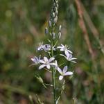 Fotografia 10 da espécie Ornithogalum narbonense do Jardim Botânico UTAD