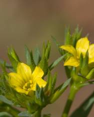 Fotografia da espécie Linum strictum subesp. strictum var. strictum