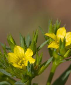 Fotografia da espécie Linum strictum