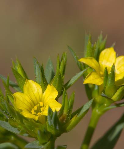 Fotografia de capa Linum strictum subesp. strictum var. strictum - do Jardim Botânico